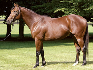 Afleet Alex's September Yearlings Shine Afleet Alex's September Yearlings Shine