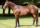 Afleet Alex's September Yearlings Shine
