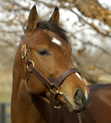 First Winner for Afleet Alex First Winner for Afleet Alex