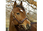 First Winner for Afleet Alex
