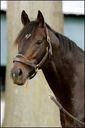 After Market Scratched From Breeders' Cup Mile After Market Scratched From Breeders' Cup Mile
