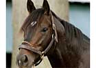 After Market Scratched From Breeders' Cup Mile