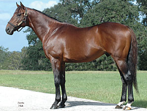 Agnes Gold's First Foal Agnes Gold's First Foal
