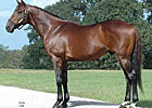 Agnes Gold's First Foal Agnes Gold's First Foal