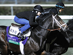 Aikenite Re-injured, Retired Aikenite Re-injured, Retired