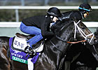 Aikenite Re-injured, Retired