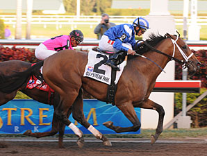 Albertus Maximus Wins Donn; Dubai Next Albertus Maximus Wins Donn; Dubai Next