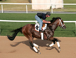 Albertus Maximus Gallops at Nad Al Sheba Albertus Maximus Gallops at Nad Al Sheba