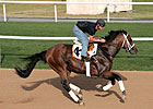 Albertus Maximus Gallops at Nad Al Sheba Albertus Maximus Gallops at Nad Al Sheba