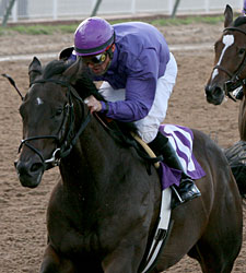 Nine Juvenile Fillies Seek Princess Crown Nine Juvenile Fillies Seek Princess Crown