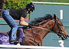 Longshot Allegre Scratched Out of Turf Longshot Allegre Scratched Out of Turf