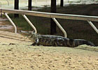 Alligator Causes Delay at Delta Downs Alligator Causes Delay at Delta Downs