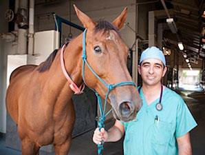 Drug Offers Hope in Laminitis Fight Drug Offers Hope in Laminitis Fight