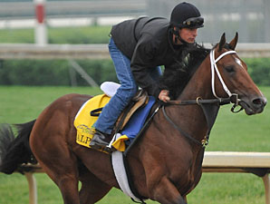 Alpha Under Consideration for Belmont Stakes Alpha Under Consideration for Belmont Stakes