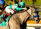 Alpha Kitten is Quick Cat in Santa Ynez