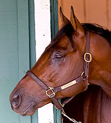 Pimlico Special Draws Solid Field in Return Pimlico Special Draws Solid Field in Return