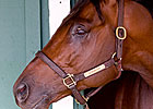 Pimlico Special Draws Solid Field in Return Pimlico Special Draws Solid Field in Return