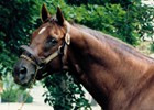 Longform: Alydar's Final Hours Longform: Alydar's Final Hours