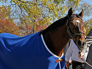 Alysheba Memorial Event Planned for April 29 Alysheba Memorial Event Planned for April 29