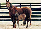 Top Broodmare Amelia Bearhart Dead Top Broodmare Amelia Bearhart Dead