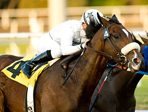 American Lion: Tiznow/Storm Cat Cross Roars American Lion: Tiznow/Storm Cat Cross Roars