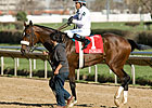 Grade III Winner American Lion Retired Grade III Winner American Lion Retired