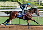 Champion American Pharoah Has First Work Champion American Pharoah Has First Work
