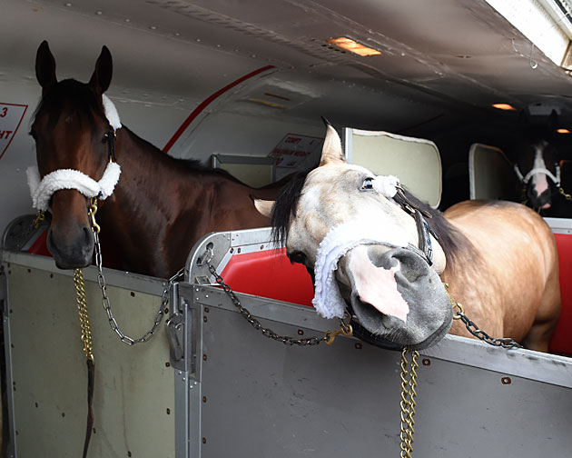 Smokey and American Pharoah