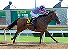 Ami's Flatter Decisive Commonwealth Winner Ami's Flatter Decisive Commonwealth Winner