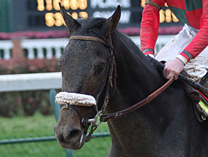 Zito Confident in Two Belmont Contenders Zito Confident in Two Belmont Contenders