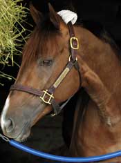 Andromeda's Hero to Stand at Dutchess Views Farm Andromeda's Hero to Stand at Dutchess Views Farm