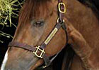 Andromeda's Hero to Stand at Dutchess Views Farm