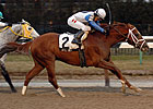 Angliana Tops 'Attire in Aqueduct Angliana Tops 'Attire in Aqueduct
