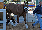 Animal Kingdom Arrives on Beautiful Morning