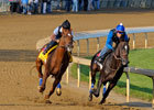 Animal Kingdom Has Good First Work on Dirt