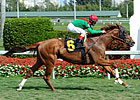 Stress Fracture Sidelines Animal Kingdom Stress Fracture Sidelines Animal Kingdom