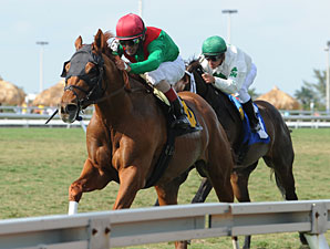 Animal Kingdom Again Breezes on Turf Animal Kingdom Again Breezes on Turf