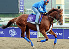 Animal Kingdom Targets Gulfstream Park Turf Animal Kingdom Targets Gulfstream Park Turf