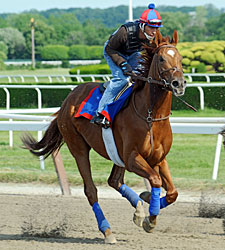 Animal Kingdom Arrives at Belmont Park Animal Kingdom Arrives at Belmont Park