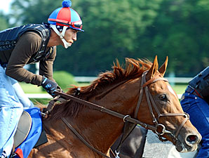 Breaking the Animal: Bradshaw's View Breaking the Animal: Bradshaw's View