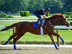 Animal Kingdom Zips Over Belmont Surface Animal Kingdom Zips Over Belmont Surface