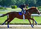 Animal Kingdom Zips Over Belmont Surface Animal Kingdom Zips Over Belmont Surface