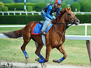Animal Kingdom, 'Hounds' Early Belmont Faves Animal Kingdom, 'Hounds' Early Belmont Faves
