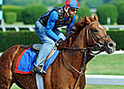 Animal Kingdom, 'Hounds' Early Belmont Faves