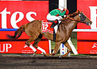 WGOH: The World's Horse WGOH: The World's Horse