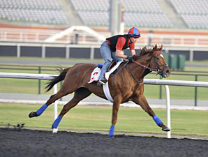 Animal Kingdom Draws Post 12 in World Cup Animal Kingdom Draws Post 12 in World Cup