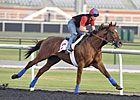 Animal Kingdom Draws Post 12 in World Cup Animal Kingdom Draws Post 12 in World Cup