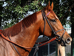 Animal Kingdom Off to Fast Start at Stud Animal Kingdom Off to Fast Start at Stud