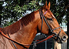 Animal Kingdom Off to Fast Start at Stud Animal Kingdom Off to Fast Start at Stud