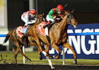 Derby Hero Animal Kingdom Rules World Cup Derby Hero Animal Kingdom Rules World Cup